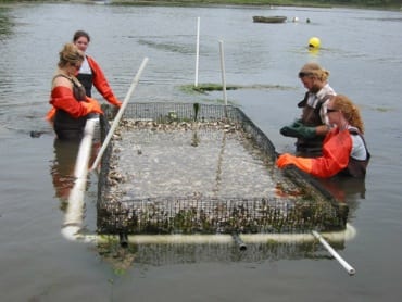 AmeriCorps members spread oyster seeds in Mashpee River