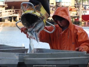 Gloucester fisherman