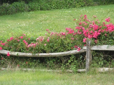 MMA 2010 photo calendar - April: âNantucket Rose Fence,â Nantucket, by H. Flint Ranney