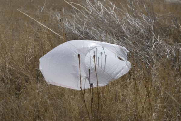 A single-use plastic bag is caught on tall grasses in a field.