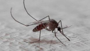 Legislature sends mosquito control bill to governor