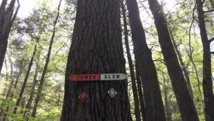 Stockbridge uses GPS mapping, local expertise to save old-growth trees