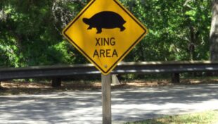 Grants available to reduce wildlife-vehicle collisions, connect habitats