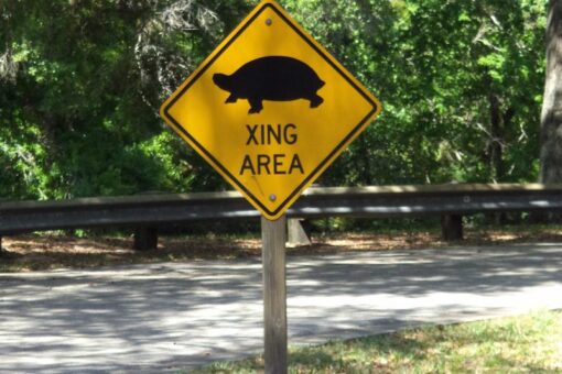 Grants available to reduce wildlife-vehicle collisions, connect habitats