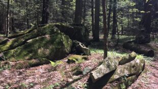 Town Forest Conference is Oct. 4 in Middleborough