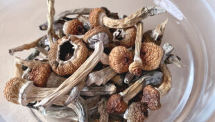 Psychedelics ballot question would preempt local control