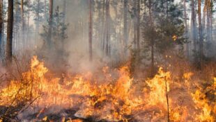 State issues recommendations for reducing wildfire risks