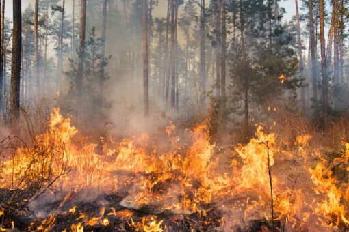 State issues recommendations for reducing wildfire risks