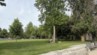 Why trees matter for municipalities