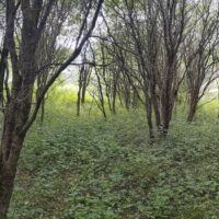 Pittsfield to begin ecological restoration project in park