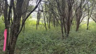 Pittsfield to begin ecological restoration project in park