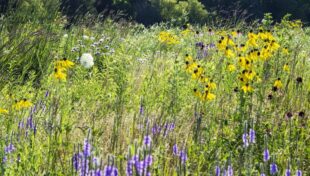 Grant proposals sought for Community Biodiversity program