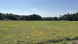 Cranberry bog purchase adds to Plymouth's conservation efforts