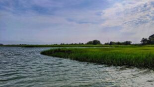 Herring River restoration project receives $3 million from state