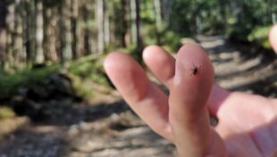 Preventive measures advised with tick risks on the rise