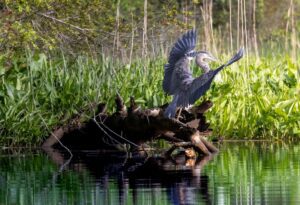A great blue heron prepares to fly from a sunken tree stump in the swamps of Virginia