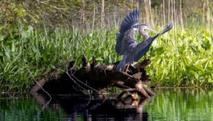 U.S. Fish and Wildlife habitat restoration program opens