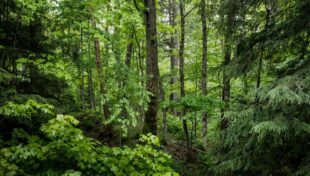 State awards grants to protect forests, improve outdoor recreation